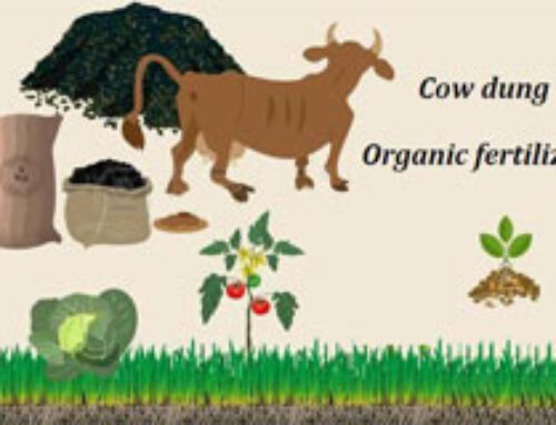 How to Make Cow Dung Fertilizer | Compost Cow Manure for Organic Fertilizer