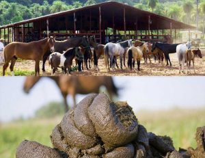 Composting Horse Manure for Organic Fertilizer | Horse Manure Composting
